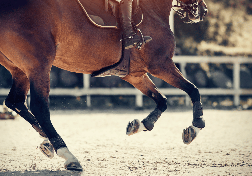 equine distal limb anatomy